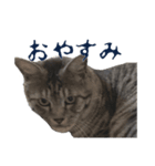 にゃがおす2（個別スタンプ：7）