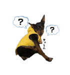 わんこ日記①（個別スタンプ：6）