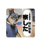 わんこ日記①（個別スタンプ：23）