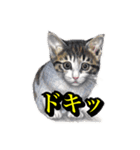 犬猫画スタンプ（個別スタンプ：3）