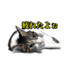 犬猫画スタンプ（個別スタンプ：5）