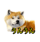 犬猫画スタンプ（個別スタンプ：7）