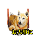 犬猫画スタンプ（個別スタンプ：11）