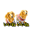 犬猫画スタンプ（個別スタンプ：12）
