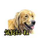 犬猫画スタンプ（個別スタンプ：13）