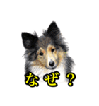 犬猫画スタンプ（個別スタンプ：14）