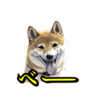 犬猫画スタンプ（個別スタンプ：15）