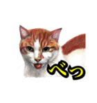 犬猫画スタンプ（個別スタンプ：16）