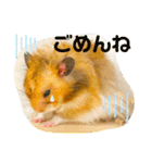 【虎之介】とらちゃんスタンプ（個別スタンプ：9）