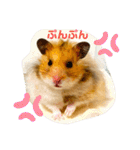 【虎之介】とらちゃんスタンプ（個別スタンプ：10）