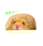 【虎之介】とらちゃんスタンプ（個別スタンプ：15）