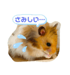 【虎之介】とらちゃんスタンプ（個別スタンプ：20）