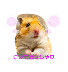 【虎之介】とらちゃんスタンプ（個別スタンプ：21）