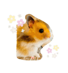 【虎之介】とらちゃんスタンプ（個別スタンプ：37）