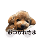 トイプードルむく助④（個別スタンプ：1）