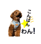 トイプードルむく助④（個別スタンプ：3）