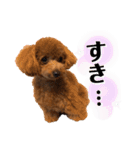 トイプードルむく助④（個別スタンプ：8）