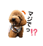 トイプードルむく助④（個別スタンプ：10）