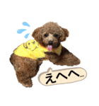 トイプードルむく助④（個別スタンプ：11）