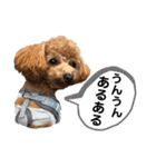 トイプードルむく助④（個別スタンプ：12）