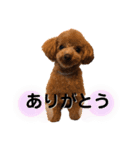トイプードルむく助④（個別スタンプ：13）