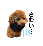 トイプードルむく助④（個別スタンプ：18）