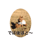 トイプードルむく助④（個別スタンプ：22）