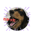 ちくわスタンプ①（個別スタンプ：13）