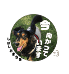 ちくわスタンプ①（個別スタンプ：21）