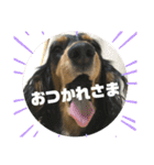 ちくわスタンプ①（個別スタンプ：23）