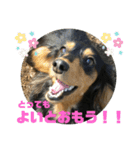 ちくわスタンプ①（個別スタンプ：38）