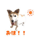 ヤンチャなEnzoの毎日（個別スタンプ：1）