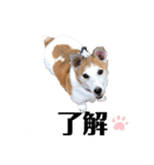 ヤンチャなEnzoの毎日（個別スタンプ：4）