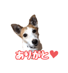 ヤンチャなEnzoの毎日（個別スタンプ：5）