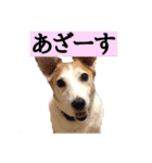 ヤンチャなEnzoの毎日（個別スタンプ：6）
