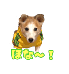 ヤンチャなEnzoの毎日（個別スタンプ：9）