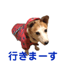 ヤンチャなEnzoの毎日（個別スタンプ：10）