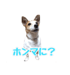 ヤンチャなEnzoの毎日（個別スタンプ：12）