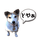 ヤンチャなEnzoの毎日（個別スタンプ：15）