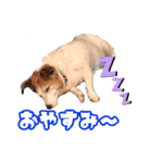 ヤンチャなEnzoの毎日（個別スタンプ：24）