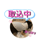 まるこ17（個別スタンプ：8）