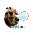 まるこ17（個別スタンプ：15）