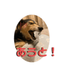 まるこ17（個別スタンプ：16）