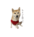 柴犬ユッズ4（個別スタンプ：1）