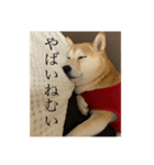 柴犬ユッズ4（個別スタンプ：2）