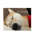 柴犬ユッズ4（個別スタンプ：3）