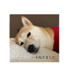 柴犬ユッズ4（個別スタンプ：4）