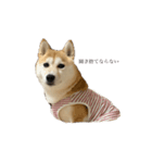 柴犬ユッズ4（個別スタンプ：6）