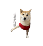 柴犬ユッズ4（個別スタンプ：7）