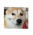 柴犬ユッズ4（個別スタンプ：8）
